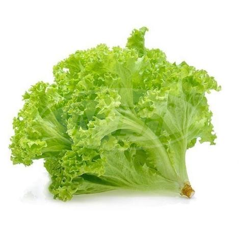 Thailand Lettuce/ Daun Salad Thai